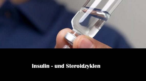 Insulin- und Steroidzyklen